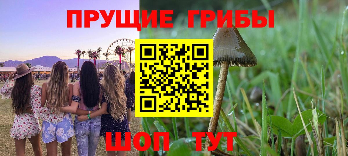 Галлюциногенные грибы прущие грибы  Вход с VPN  Псилоцибиновые грибы мицелий  Кольчугино 