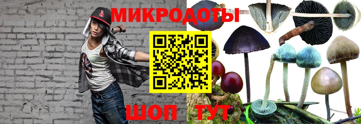 Галлюциногенные грибы Psilocybine cubensis Кольчугино